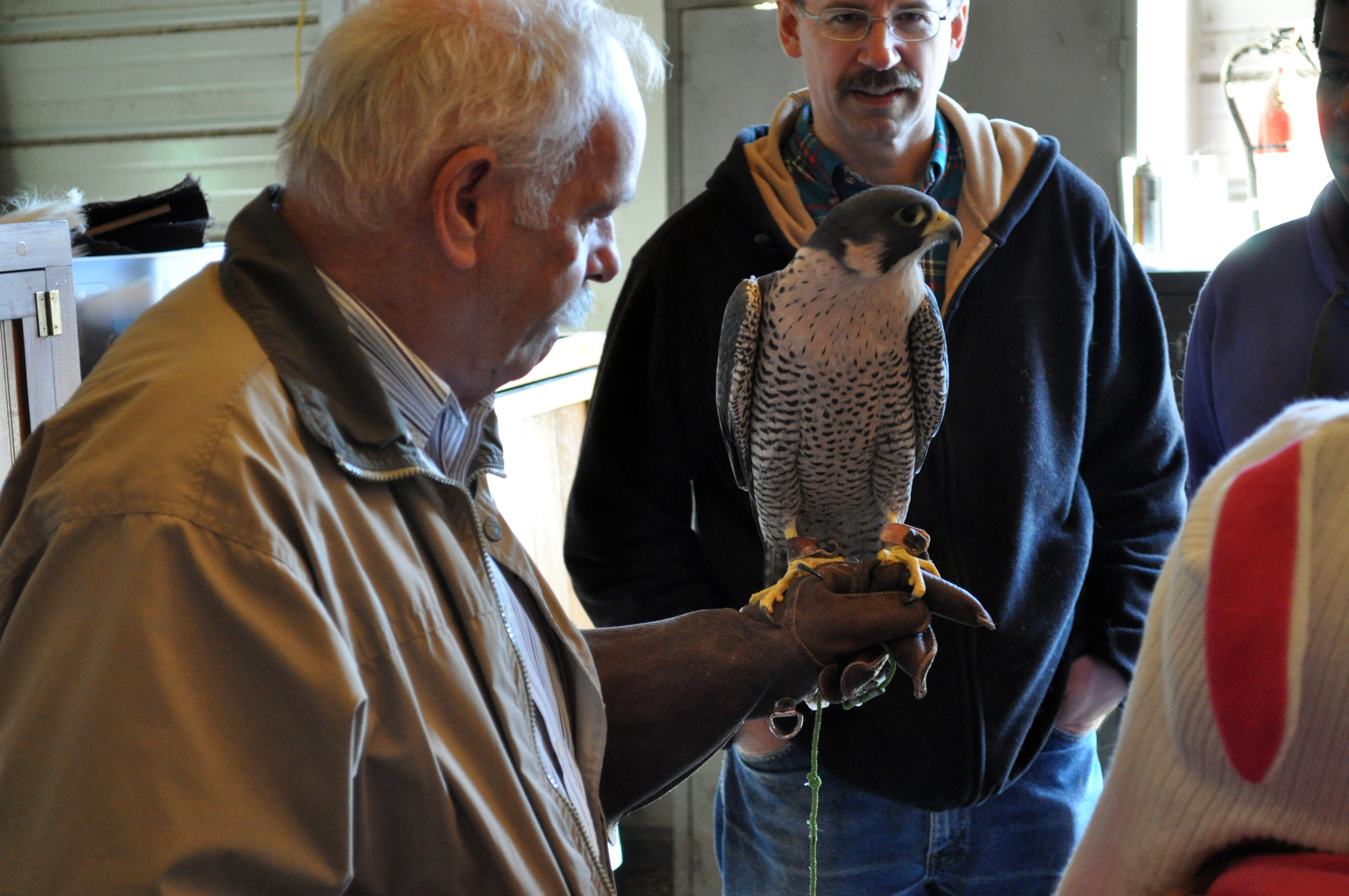 Tom Ricardi with a falcon