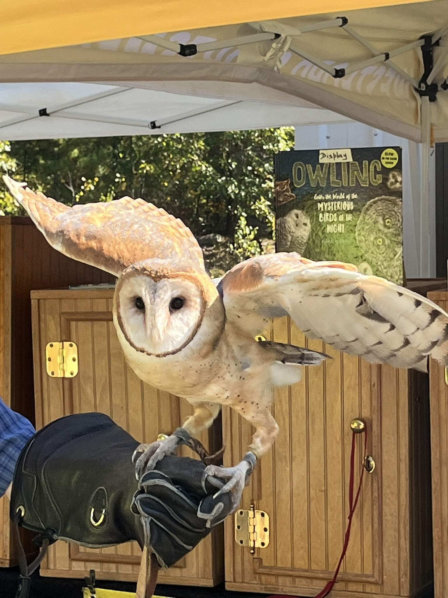 Owl at WSC Open House 2025-1